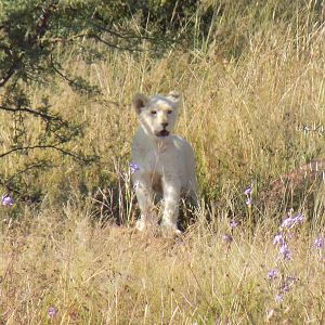 Lion Cub in South Africa