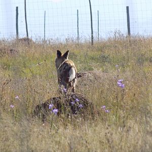 Wild Dog South Africa