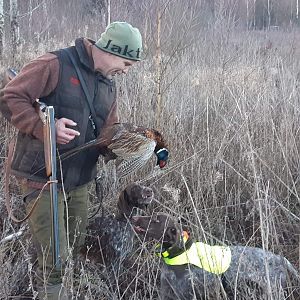 Hunting over pointing dogs