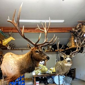 Elk & Mule Deer Shoulder Mount Taxidermy