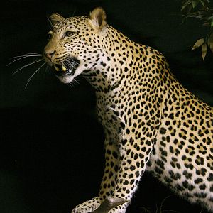 Leopard Full Mount Taxidermy