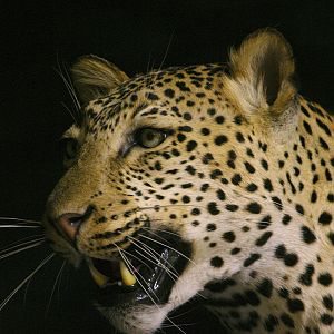 Leopard Full Mount Taxidermy