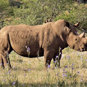 White Rhino in South Africa