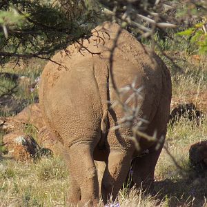 White Rhino South Africa