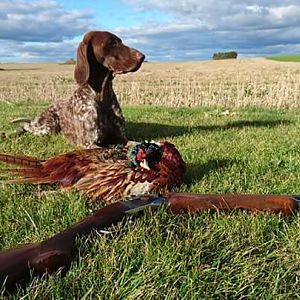 Sweden Hunt Pheasant