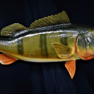 Peacock Bass Full Mount Taxidermy