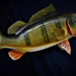 Peacock Bass Full Mount Taxidermy