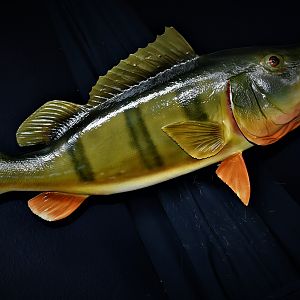 Peacock Bass Full Mount Taxidermy