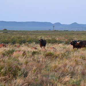 Cape Buffalo in South Africa