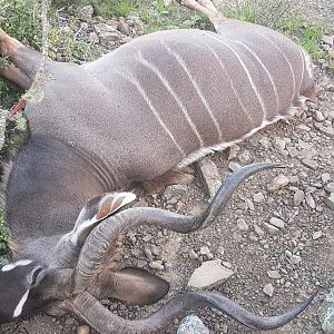 Hunting Kudu in South Africa