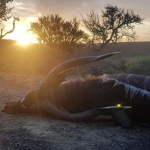 Nyala Hunt South Africa