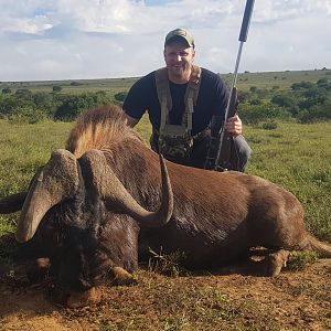 South Africa Hunt Black Wildebeest