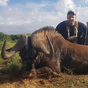 Hunting Black Wildebeest in South Africa