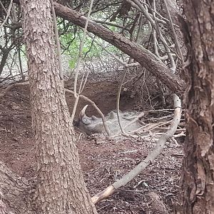 Warthog Hunting South Africa