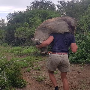 Hunt Warthog in South Africa