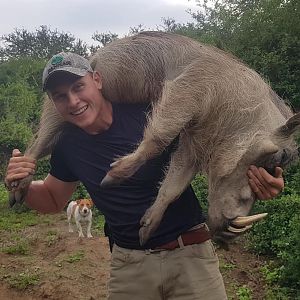 South Africa Hunting Warthog