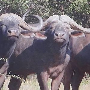 Cape Buffalo Zimbabwe