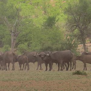 Cape Buffalo Zimbabwe