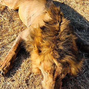 Zimbabwe Hunt Lion