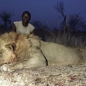 Zimbabwe Hunt Lion