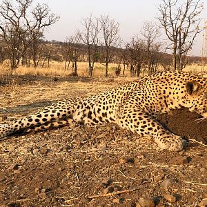 Hunt Leopard in Zimbabwe