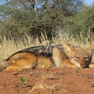 Hunt Jackal in Namibia