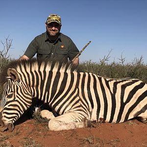 Burchell's Plain Zebra Hunting South Africa