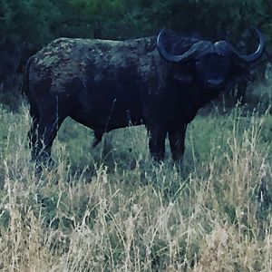 Cape Buffalo Bull