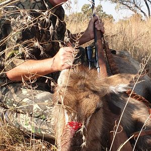 Waterbuck hunt