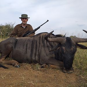 Blue Wildebeest at Sandveld Nature Reserve