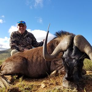 South Africa Hunting Black Wildebeest