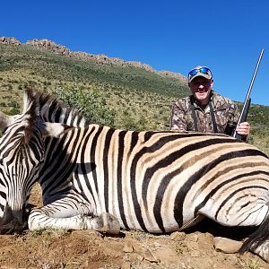 Hunt Burchell's Plain Zebra in South Africa