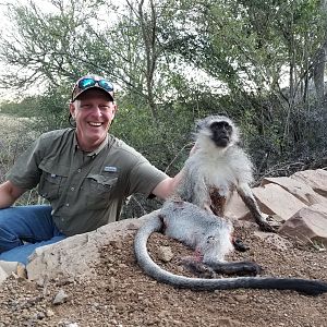 Vervet Monkey Hunting South Africa