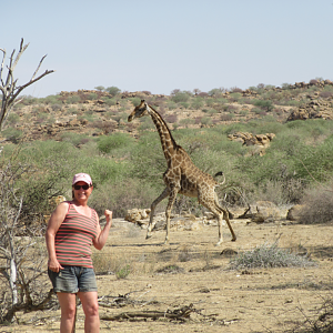 Giraffe in Namibia