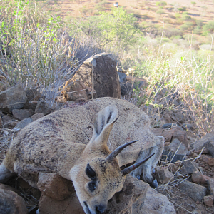 Klipspringer Hunting Namibia