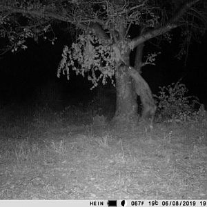 Trail Cam Pictures of Spotted Hyena in South Africa