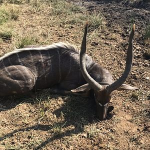 Nyala Bow Hunting South Africa