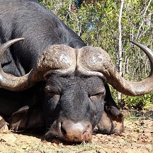 Hunting Buffalo in South Africa