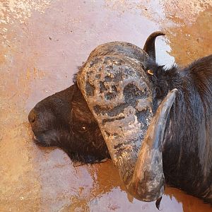 South Africa Hunting Cape Buffalo