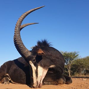 Sable Hunting South Africa