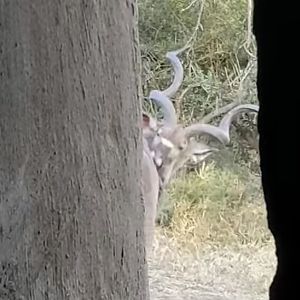 View of Kudu from the blind