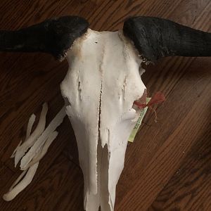 Over boiled Blue Wildebeest Skull