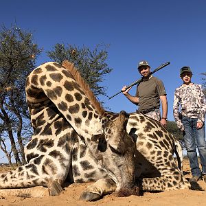 Giraffe Hunting Namibia