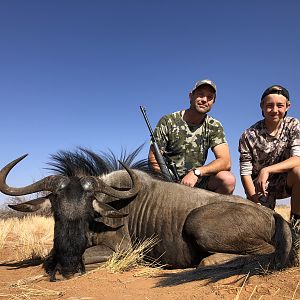 Blue Wildebeest Hunt Namibia