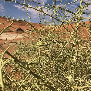 Sossusvlei Day Trip