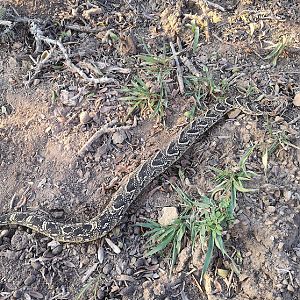 Hunt Puff Adder snake in South Africa