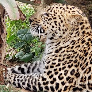 Young Female Leopard South Africa