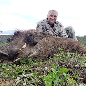 South Africa Hunt Warthog