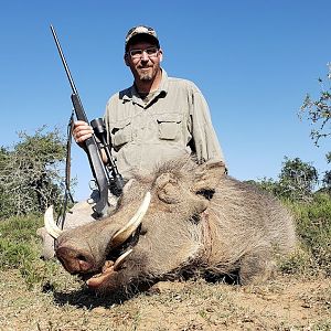 Warthog Hunting South Africa