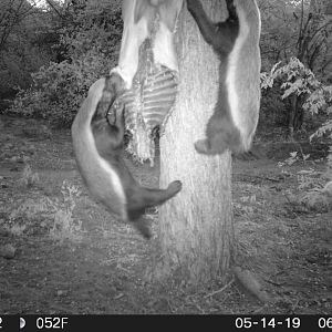 Trail Cam Pictures of African Honey Badger in South Africa